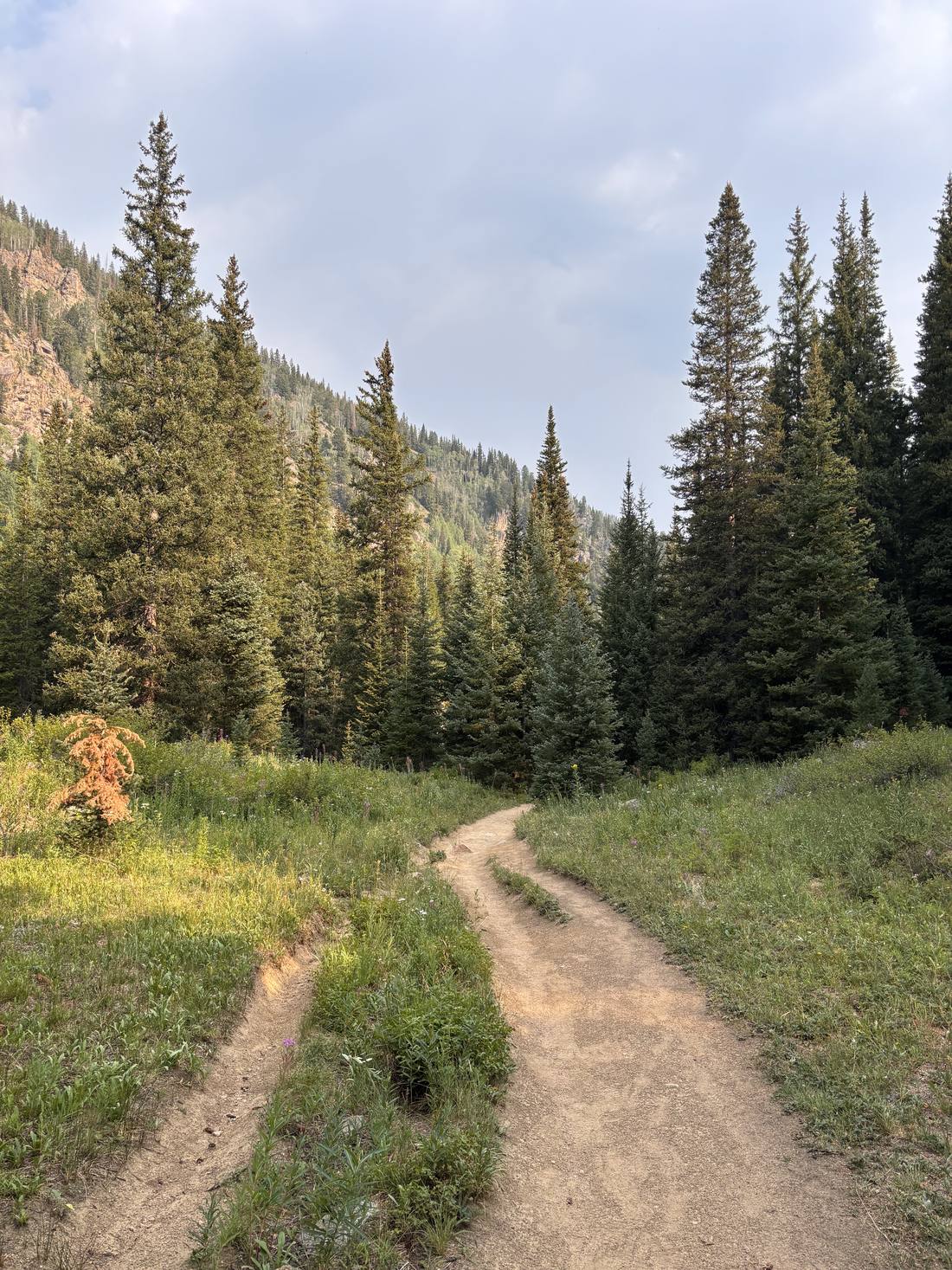 Singletrack trail winding through a wildflower meadow toward spruce forest on the Beaver Lake trail in Beaver Creek